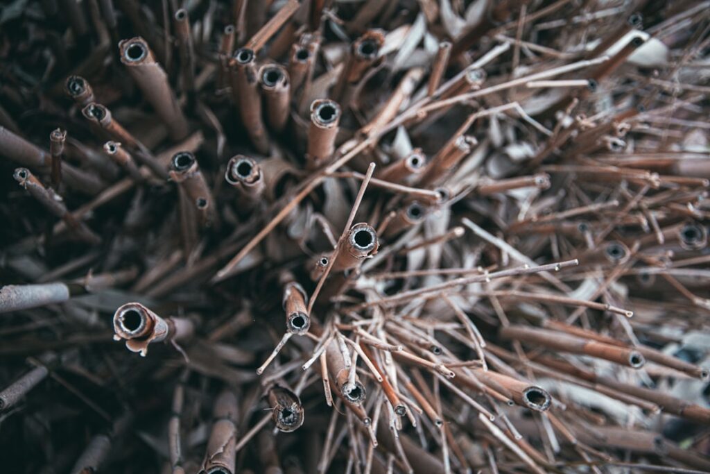 Photo Mushrooms, cultivation